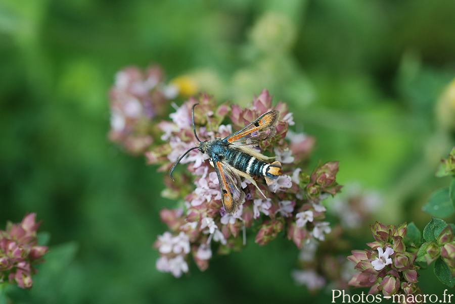 Pyropteron chrysidiformis